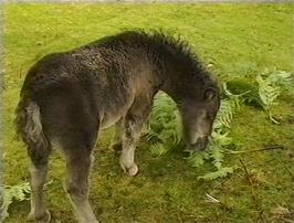 A friendly donkey gets our attention on the walk back to the hostel